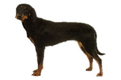 yugoslavian mountain hound