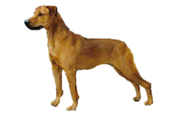 mountain cur terrier